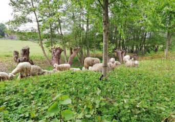 Begrazen met schapen