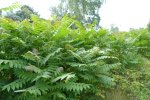 Jonge exemplaren van de Hemelboom 
