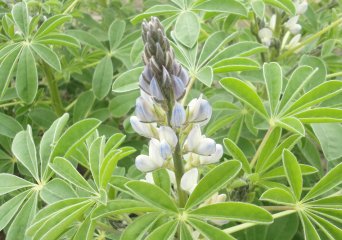 Witte Lupine