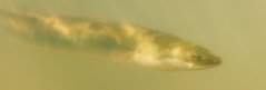 Eel by Schokker Fotografie