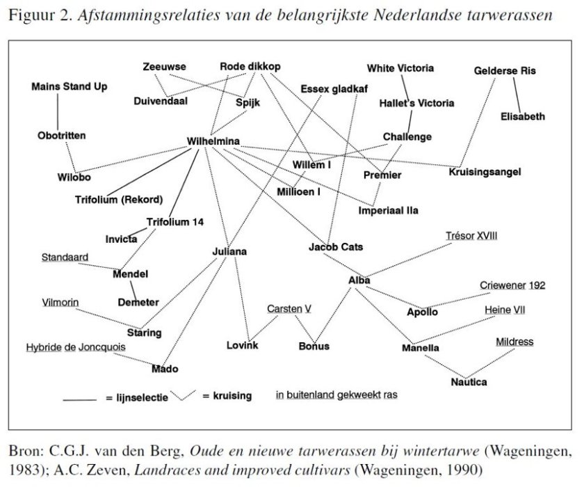 Afstammingsrelaties van de belangrijkste Nederlandse tarwerassen (uit: De veredeling van tarwe in Nederland, H. Maat, 1998)