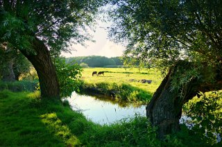 Nederlands landschap