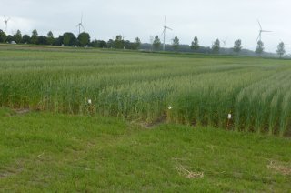 Baktarwe proefveld rassenscreening 2014 Broekemahoeve