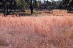 Een veld vol Amerikaans bezemgras (Andropogon virginicus) (Foto: Harry Rose, Wikimedia Commons, 2012)