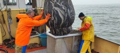 Catching eel for research purposes