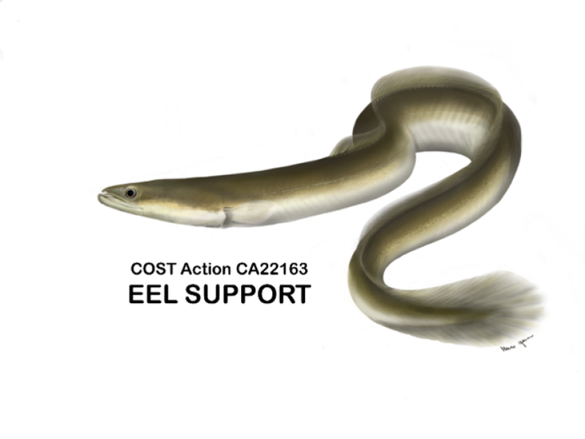 eel support.png eel support.png