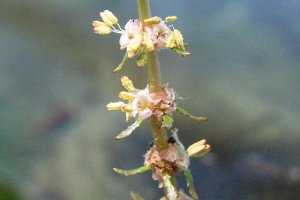 Detail bloem ongelijkbladig vederkruid (Myriophyllum heterophyllum) (Foto: Leslie J. Mehrhoff, Wikimedia Commons, 2008)