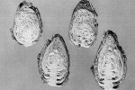 Vroege Spitse Fijne Suikerbrood, (doorgesneden) kroppen (Sluitkoolrassen, 1956. Foto J. W. Gijsbers, WUR)